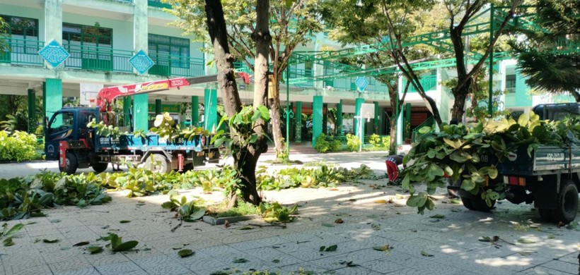 Trường Tiểu học Núi Thành (quận Hải châu, TP Đà Nẵng) cắt tỉa cây xanh trước khi bước vào năm học mới.