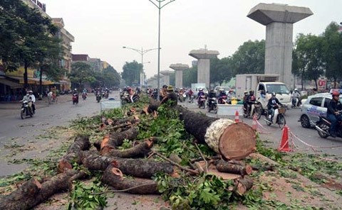 Chủ tịch Hà Nội “lệnh” dừng chặt 6.700 cây xanh
