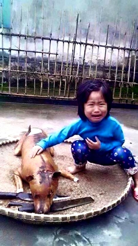 Câu chuyện xúc động về bức ảnh “cô bé khóc bên chú chó bị giết thịt“