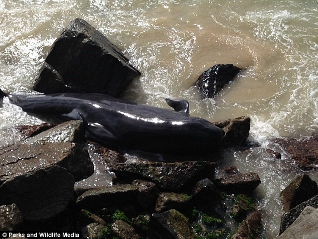 Xác của một con cá voi bị mắc kẹt. (Nguồn: Daily Mail)