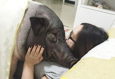 Chồng “nuốt nước mắt” vì vợ thường xuyên ôm lợn... ngủ