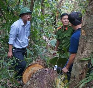 Phó Chủ tịch UBND tỉnh Quảng Nam Lê Trí Thanh kiểm tra thực tế rừng pơ mu bị tàn phá. Ảnh: VGP