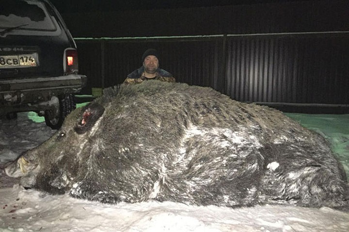 Bắn lợn rừng hơn 500 kg, thợ săn Nga bị chỉ trích