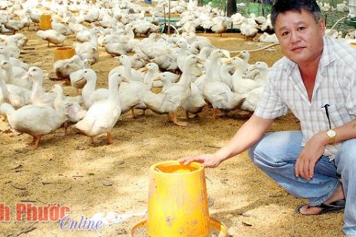Anh Nguyễn Thanh Lâm và đàn vịt giống grimaud nuôi dưới tán cao su sau 45 ngày đã đạt trọng lượng bình quân 3,2kg/con. Ảnh: Đông Kiểm.