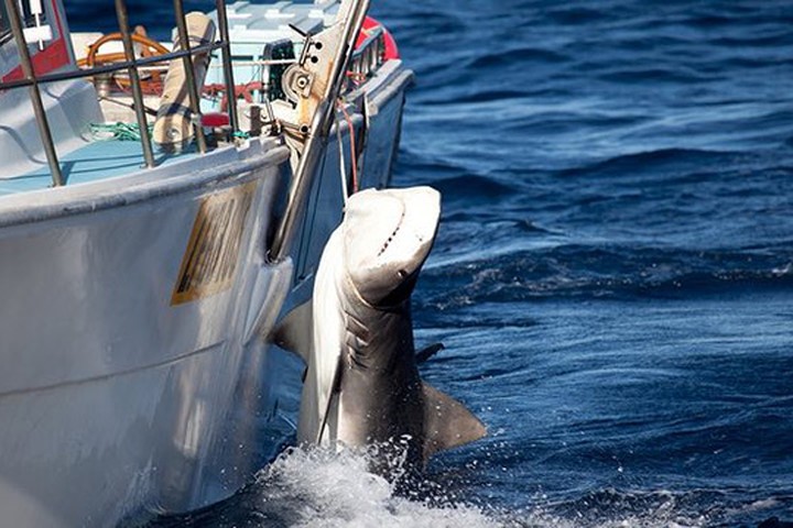 Úc tranh cãi chuyện giết cá mập để bảo vệ người dân
