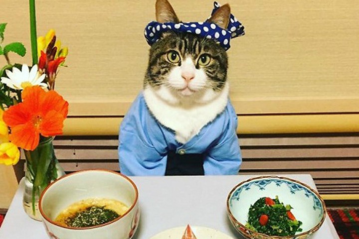 "Bếp trưởng mèo" mỗi ngày một bộ cosplay 