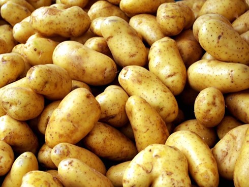 Người tiêu dùng nên chọn những củ khoai tây sạch, tươi ngon, không biến đổi màu sắc tránh bị ngộ độc. Không ăn nhiều khi bầu bí 