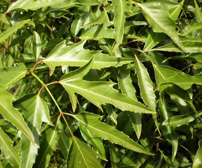 Cây đinh lăng hay cây gỏi cá là một loại cây cảnh quen thuộc với người Việt Nam, có tác dụng như một loại “thần dược” trị được nhiều bệnh.