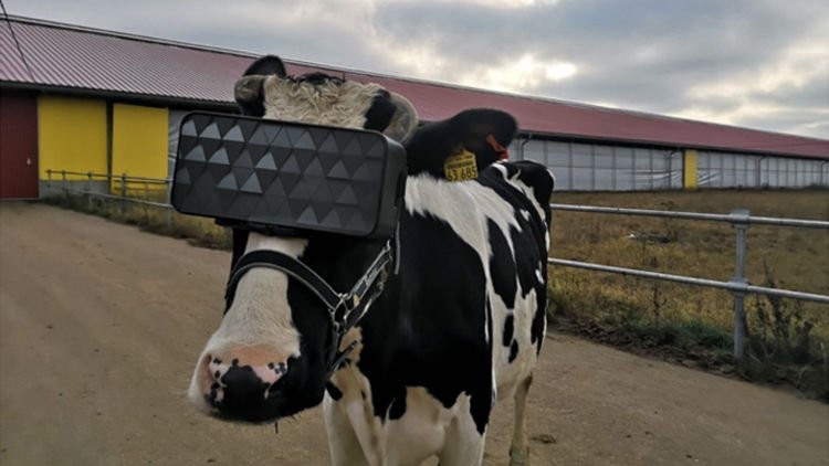 Chú bò được đeo kính VR để tăng sản lượng sữa.