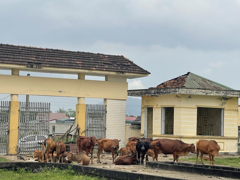 Hà Tĩnh: Trường tiền tỷ thành... chuồng bò, lãnh đạo thị xã yêu cầu chấn chỉnh