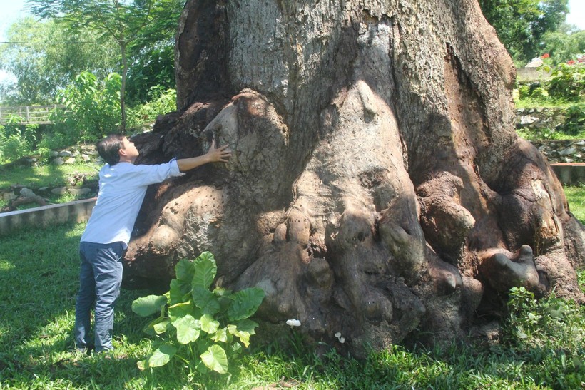 Gốc cây trôi cổ thụ có đường kính hơn 4m với nhiều ụ sần sùi. 