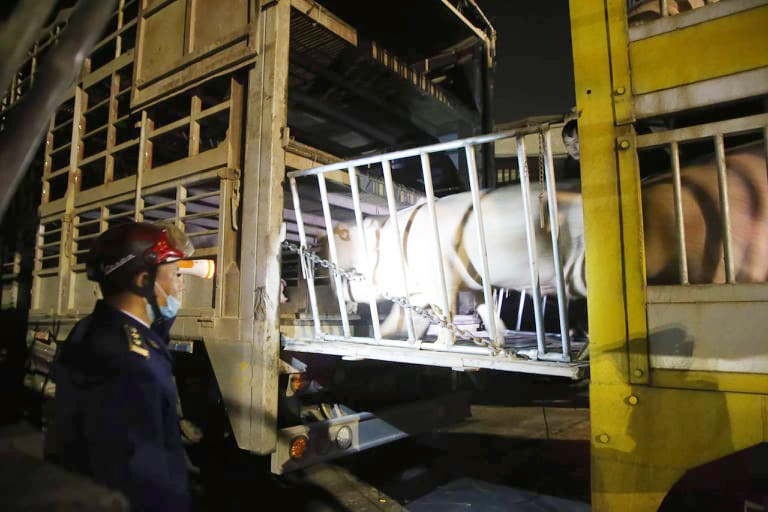 Cán bộ thú y kiểm tra xe chở lợn nhập khẩu qua Cửa khẩu Quốc tế Lao Bảo trước khi xe này đưa lợn đi cách ly 