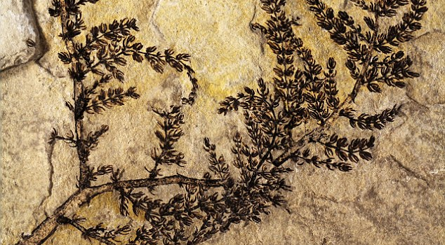 Ngắm loài hoa 130 triệu năm tuổi xuất hiện đầu tiên trên Trái Đất