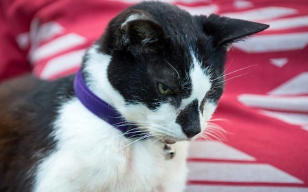 Chú mèo Whiskey qua đời ở độ tuổi 30 năm, 1 tháng 10 ngày, tương đương với một con người ở tuổi 138