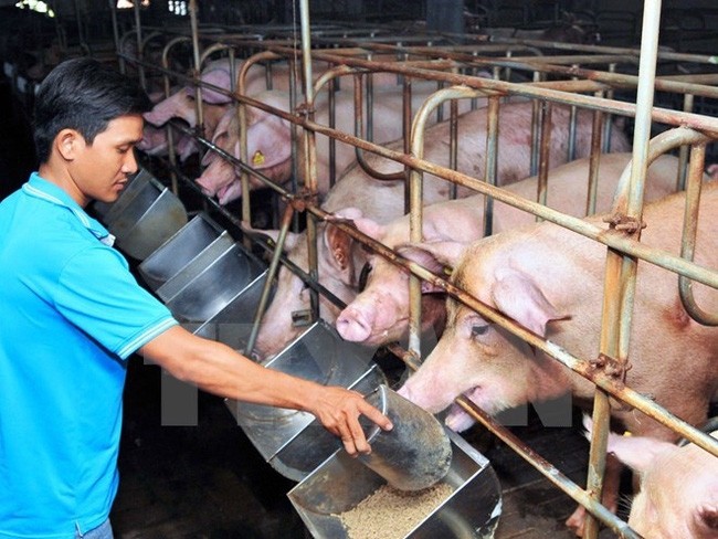 Đến giờ vẫn chưa có một giải pháp căn cơ nào nhằm giải cứu lợn để người chăn nuôi bớt rơi vào cảnh thua lỗ, nợ nần
