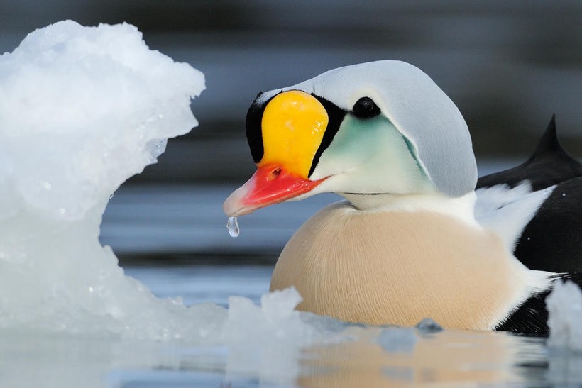 Những bức ảnh về chim đẹp  nhất thế giới