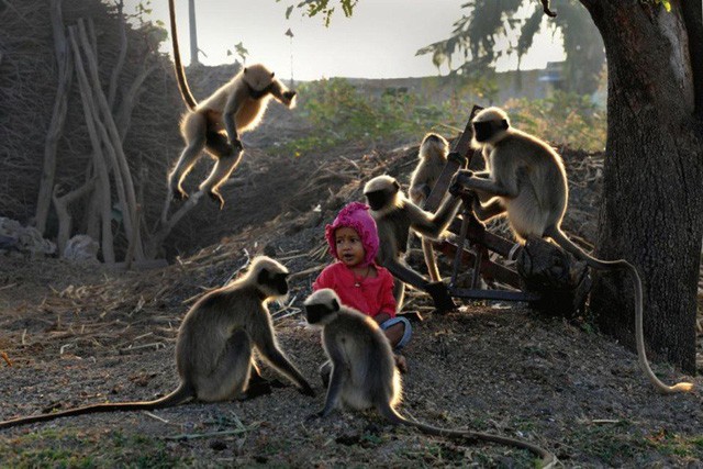 Ấn Độ: Tình bạn thân thiết của cậu bé 2 tuổi và bầy khỉ hoang