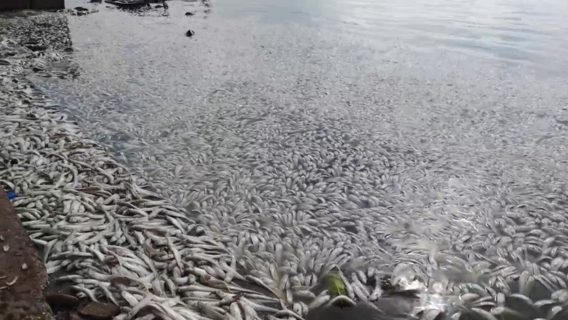 Hồ Tây lại xuất hiện cá chết nổi trắng, bốc mùi nồng nặc