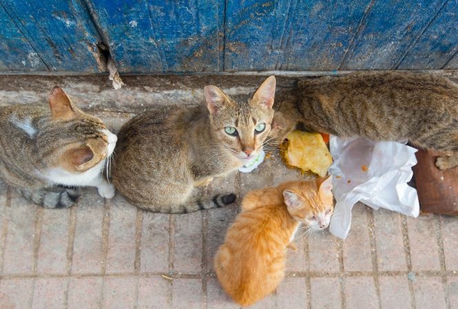 Đến Moroco du lịch, khách bị mèo cắn tử vong