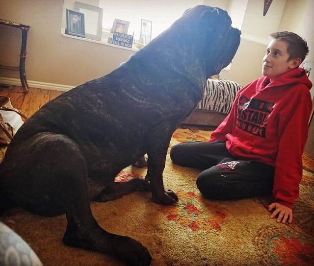 Ngạc nhiên với chú chó con lớn nhất thế giới