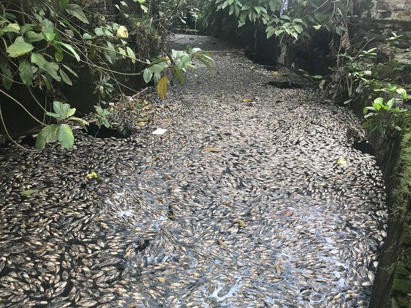 Cá chết hàng loạt phủ trắng hồ Hào thành cổ ở Nghệ An