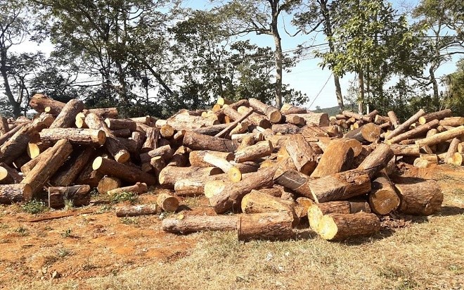 Số gỗ thông còn tươi bị đốn hạ trong lúc khai thác gỗ thông chết.

