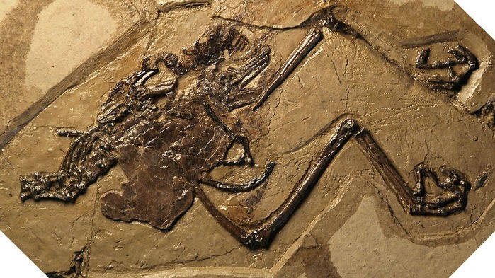 Phát hiện hóa thạch chim cổ đại còn nguyên "thai trứng" bên trong