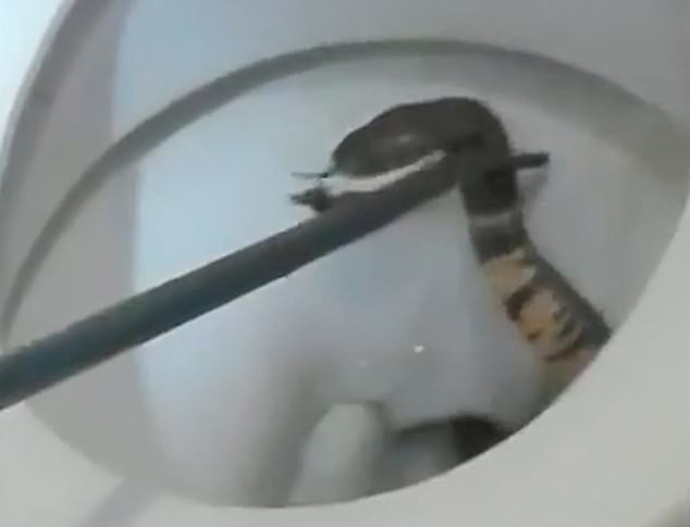 Video: Cho con gái đi toilet, mẹ hãi hùng phát hiện “tử thần” nấp bên trong