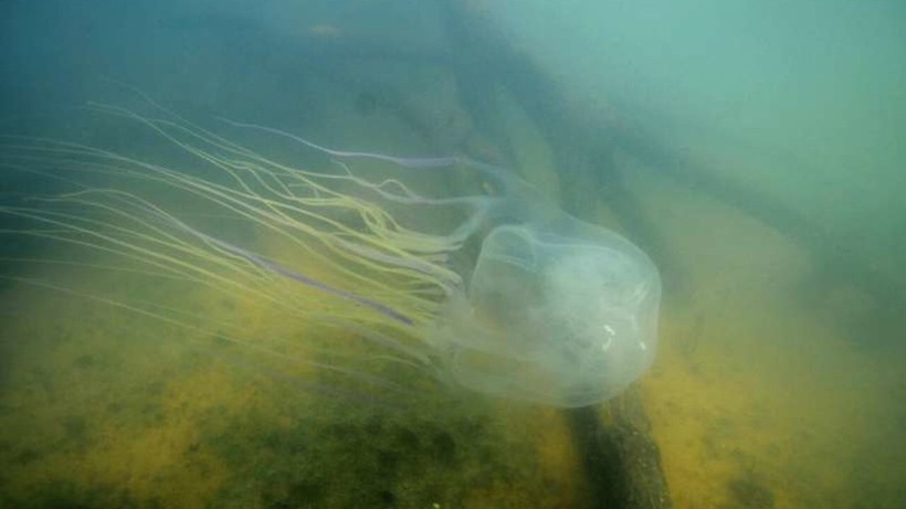 Tìm ra cách đối phó loài kịch độc dưới biển sâu, một con giết được 60 người cùng lúc