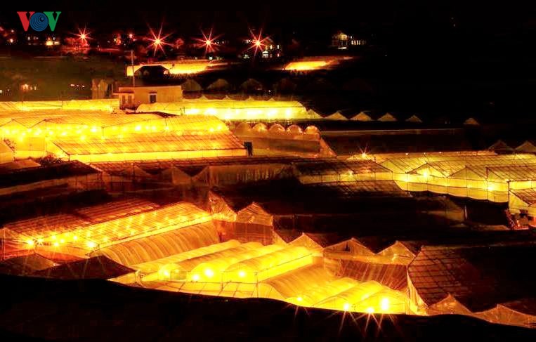 Các nhà vườn công nghệ cao Lâm Đồng “méo mặt” vì giá điện tăng