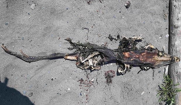 Xác sinh vật kỳ quái đầu cá sấu, đuôi mọc răng trôi dạt vào bờ biển Canada