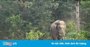 Cả làng giải cứu voi rừng mắc kẹt dưới hố bùn
