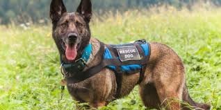 Áo khoác giúp những chú chó cứu hộ tiếp nhận mệnh lệnh từ xa