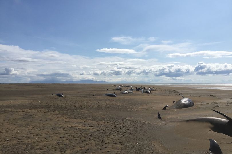 Xác cá voi mắc cạn nằm la liệt trên bãi biển ở bán đảo Snaefellsnes.