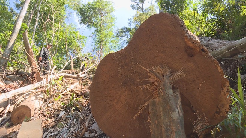 Nhiều cây gỗ bị đốn hạ có đường kính lớn.