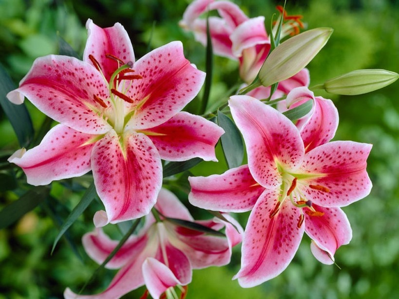 7 loại hoa tuyệt đối không bày trên ban thờ ngày Tết kẻo mất lộc