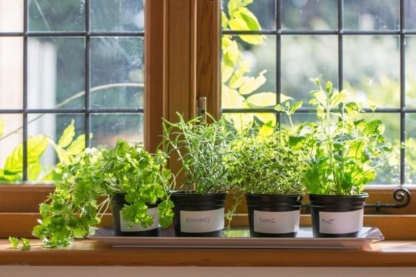 Cách trồng thảo mộc xanh tốt trên bệ cửa sổ giúp ngôi nhà ngập hương thơm 