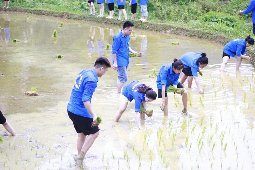 Thái Nguyên: Sinh viên tình nguyện giúp dân cấy lúa, tạo sân chơi cho trẻ ảnh 1