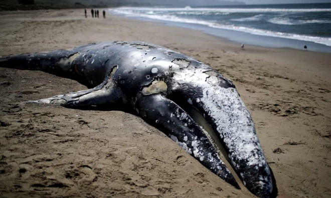 Cá voi xám khổng lồ chết nhiều kỷ lục, Mỹ hết đất chôn cất