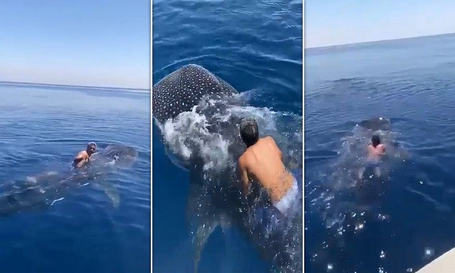 Zaki Al-sabahy cưỡi lên lưng cá mập voi